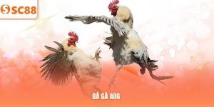 Sảnh Đá Gà AOG SC88 – Luật Chơi Và Mẹo Cược Từ Cao Thủ