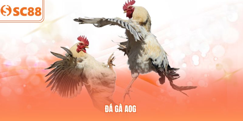 Sảnh Đá Gà AOG SC88 – Luật Chơi Và Mẹo Cược Từ Cao Thủ