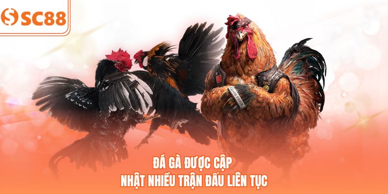 Đá gà được cập nhật nhiều trận đấu liên tục