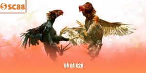 Sảnh Đá Gà G28 SC88 – Hướng Dẫn Luật Chơi Và Mẹo Cược