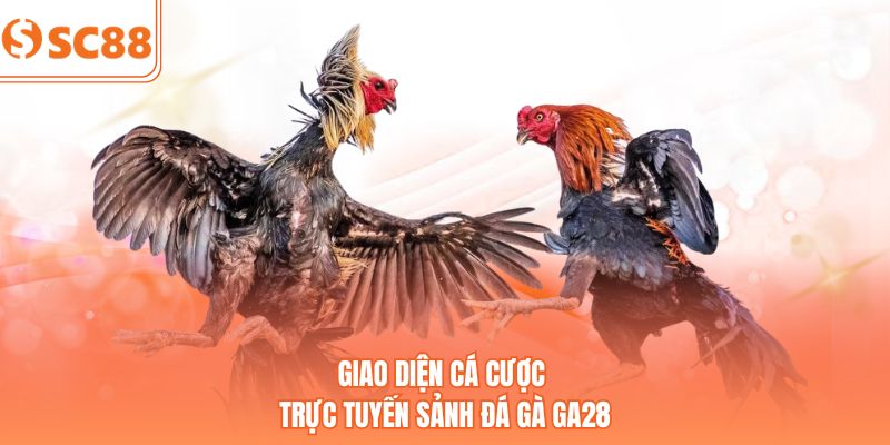 Giao diện cá cược trực tuyến sảnh đá gà GA28