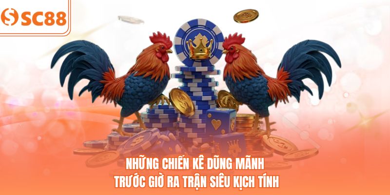 Những chiến kê dũng mãnh trước giờ ra trận siêu kịch tính