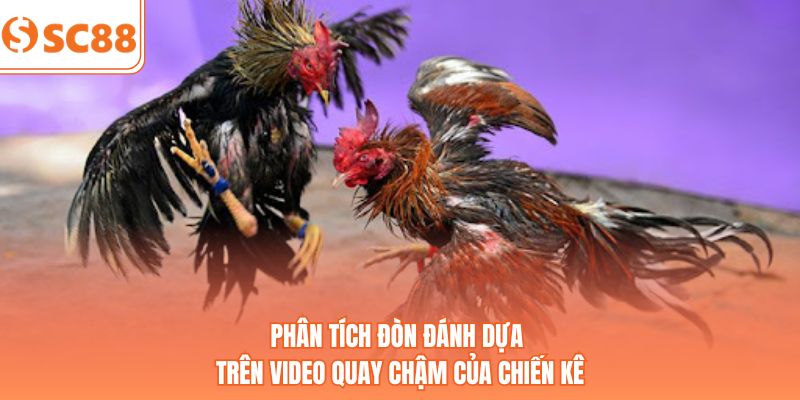 Phân tích đòn đánh dựa trên video quay chậm của chiến kê