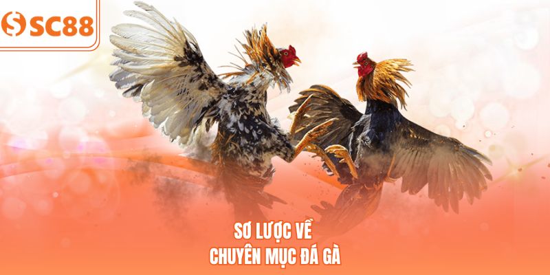 Sơ lược về chuyên mục đá gà